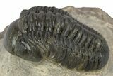 Detailed Reedops Trilobite - Aatchana, Morocco #243883-3